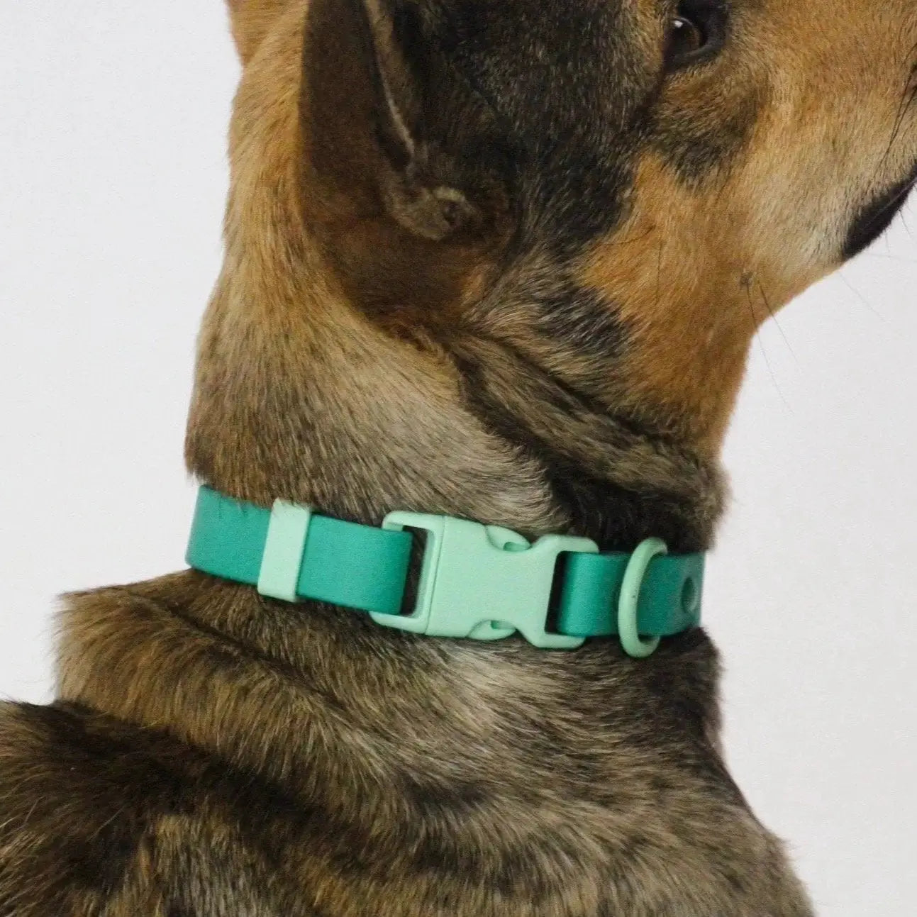Liberty Green Collar APPROVED BY FRITZ