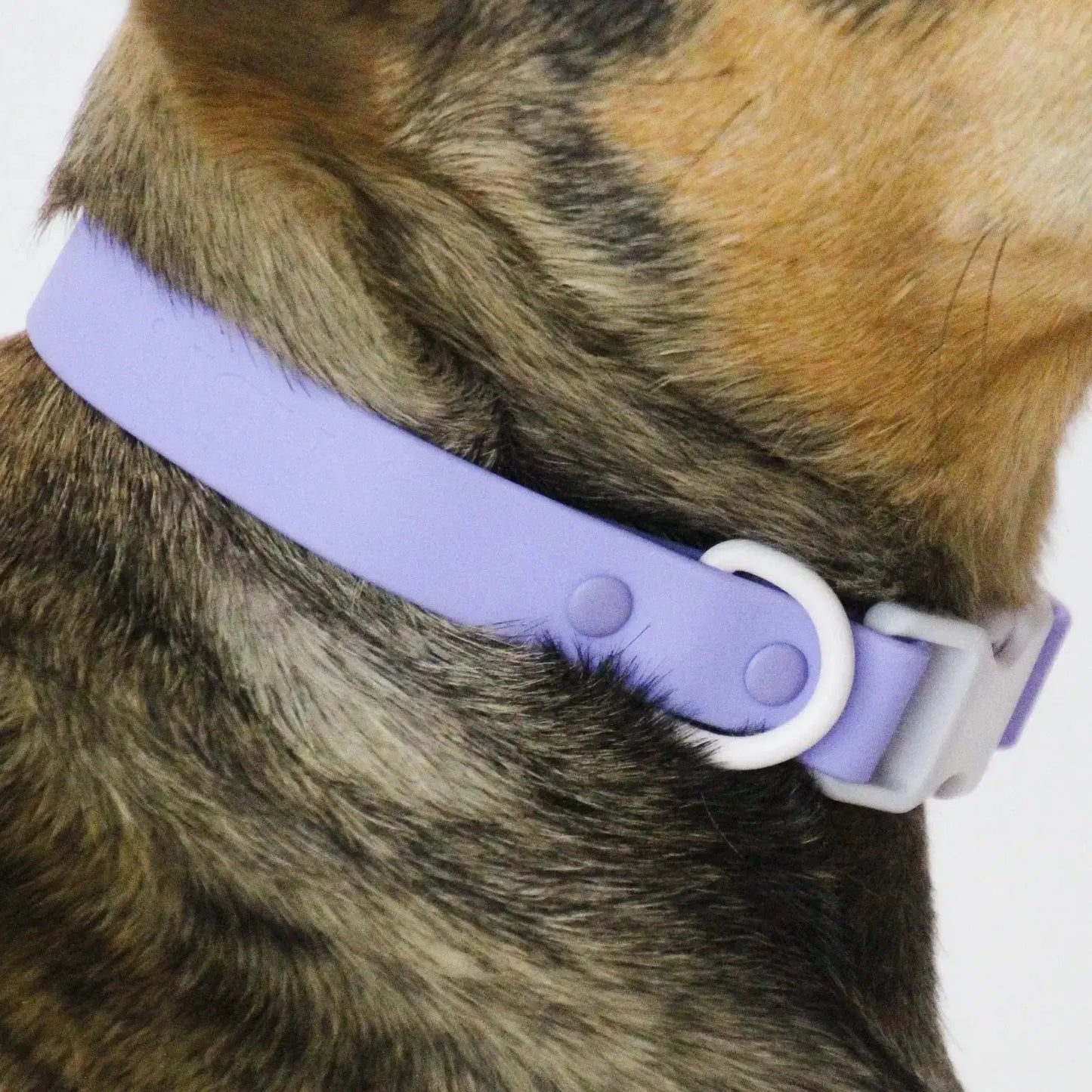 Lilac Grey Collar APPROVED BY FRITZ