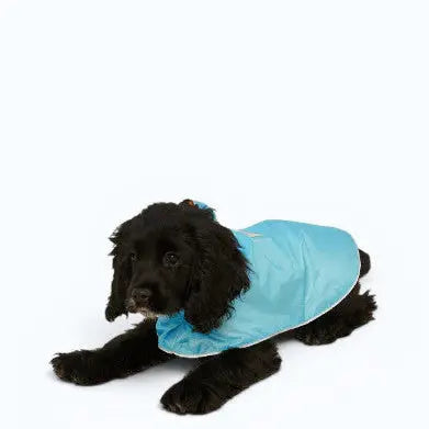 Black dog wearing blue dog rain coat, Little Beast Cougar Rain Coat.