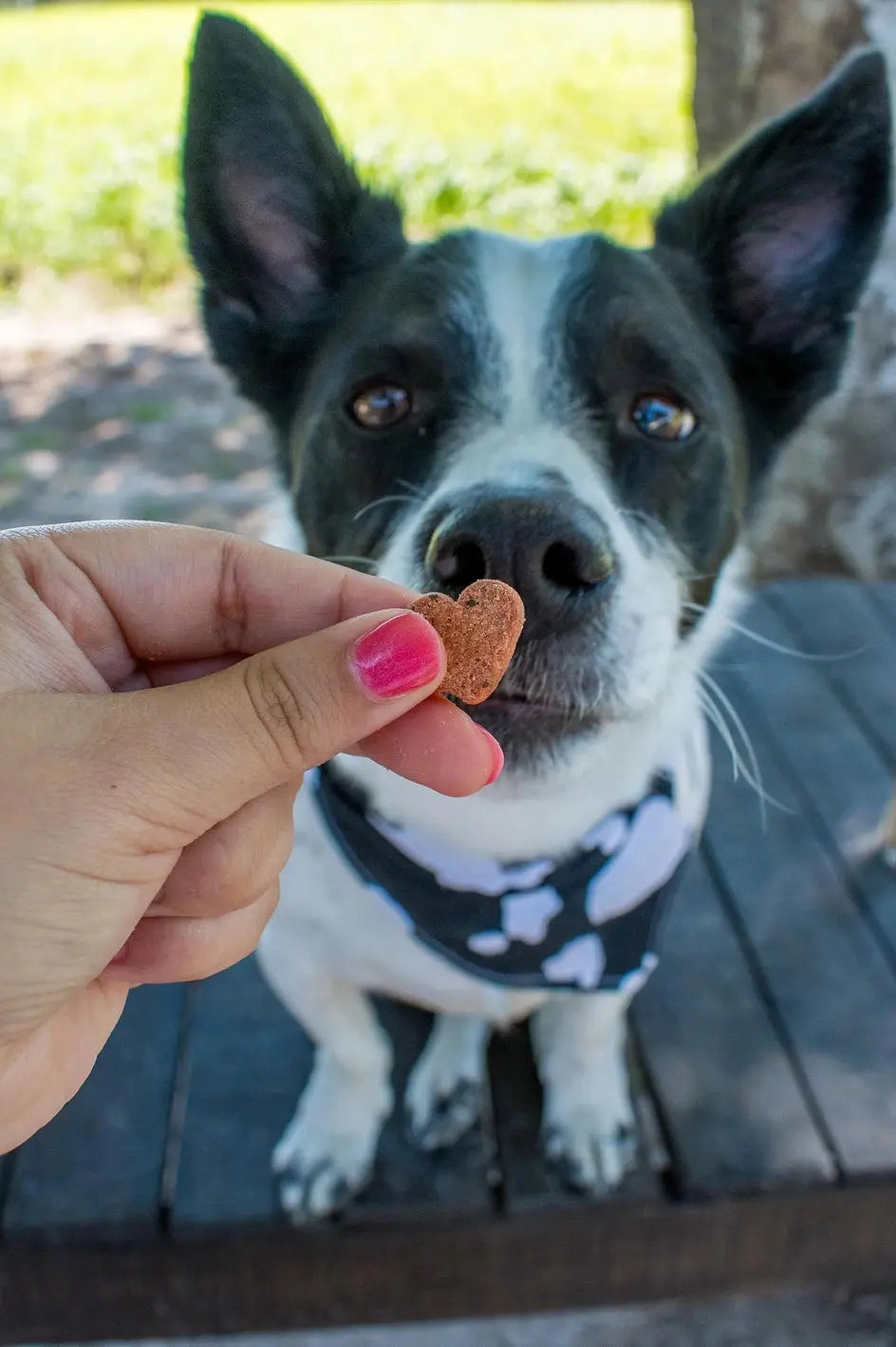 Love Bites Superfood Dog Treats - Fluffy Collective