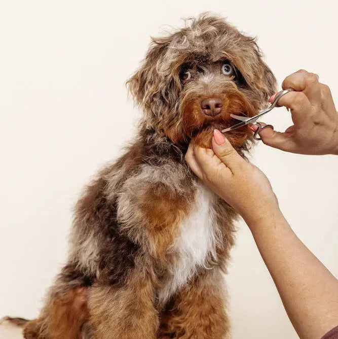 Pupwell Mini Safety Scissor – mini safety scissor for trimming dog paws and face, close-up