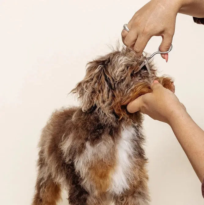 Pupwell Mini Safety Scissor – dog grooming scissor by Pupwell, lifestyle shot
