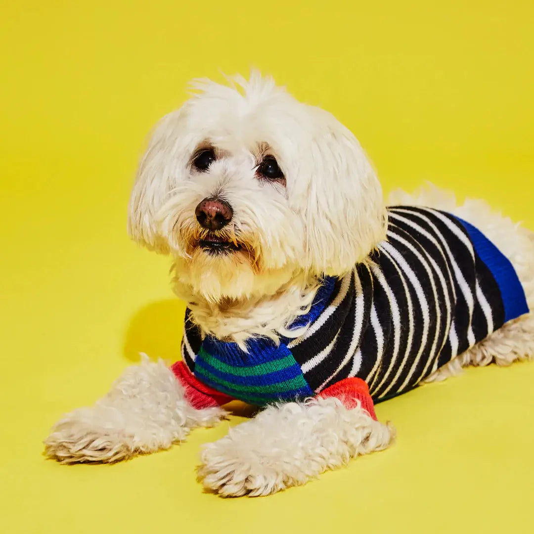 Mixed Up Stripe Sweater WARE OF THE DOG