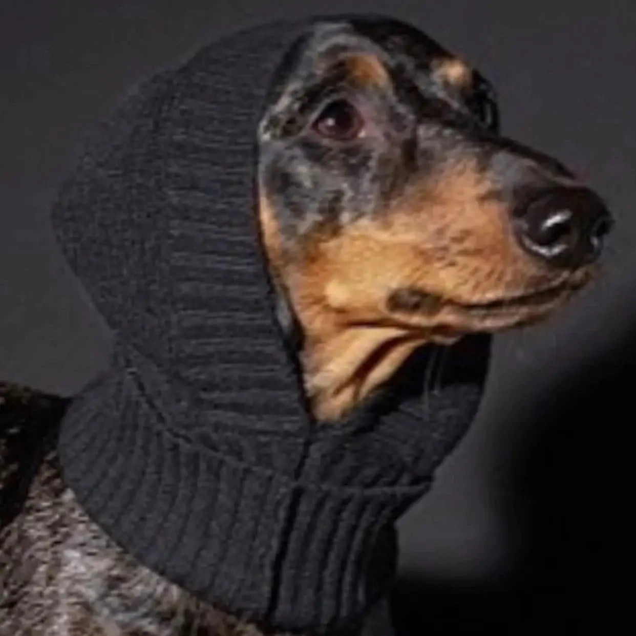 Notre-Dame Dachshund Balaclava Black - Fluffy Collective