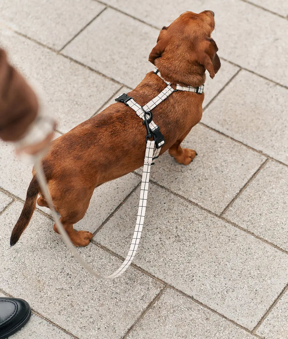 Recycled PET Harness Beige Line Juno - Fluffy Collective