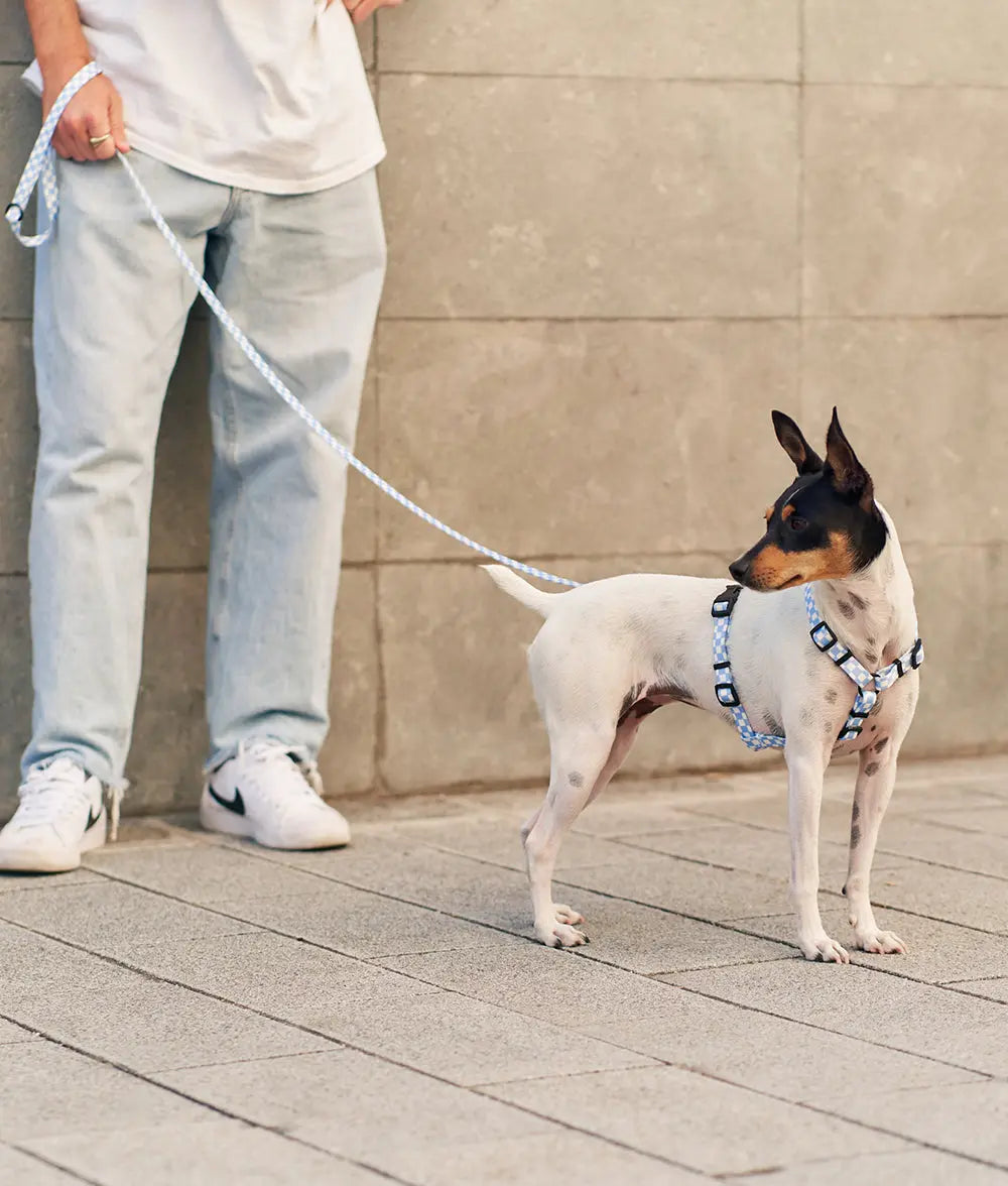 Recycled PET Harness Blue Vichy Juno - Fluffy Collective