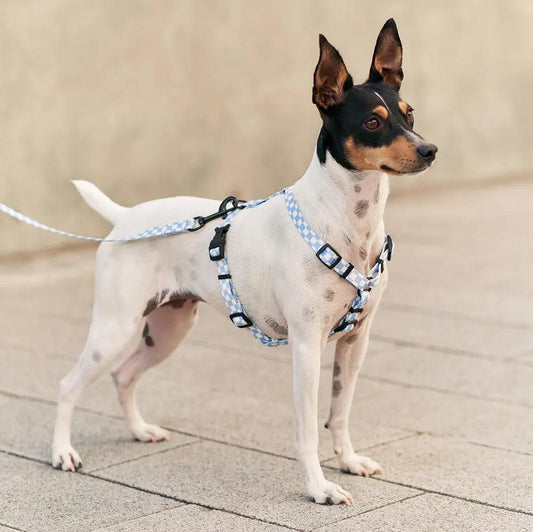 Recycled PET Harness Blue Vichy Juno - Fluffy Collective