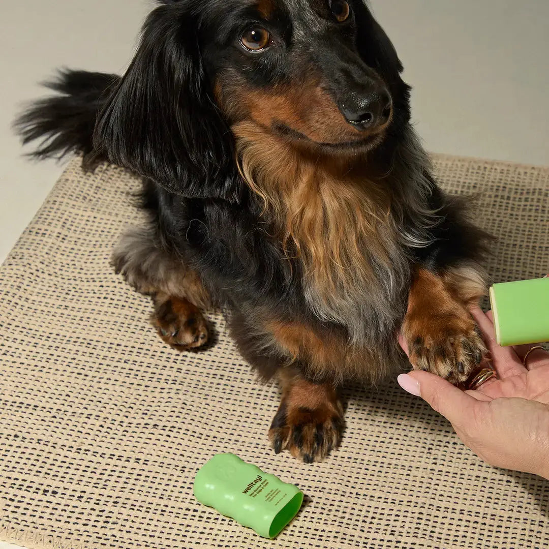 Welltayl Skin Barrier Stick – dog paw being treated with balm stick, paw care use-case shot