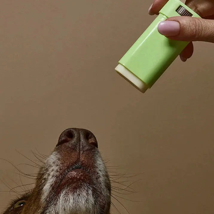 Welltayl Skin Barrier Stick – balm stick applied near a dog's nose, nose care use-case shot