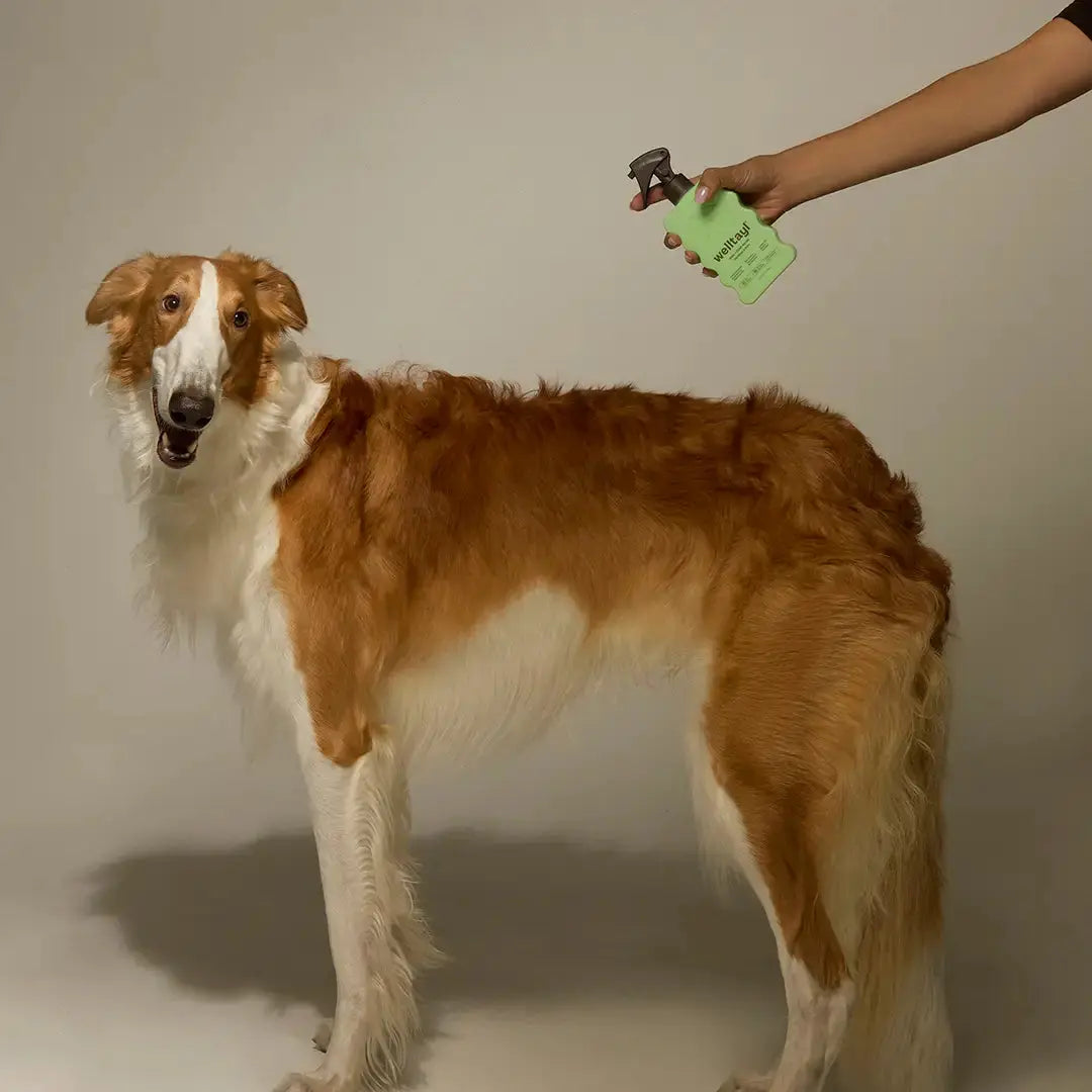 Welltayl Skin + Coat Spray – hand spraying product onto a dog's coat, in-use lifestyle shot