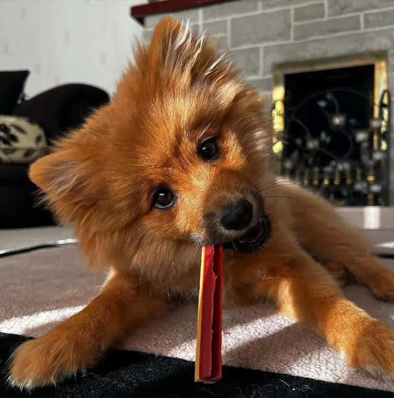 W’ZIS Smoky Dental Fang Chews for Dogs