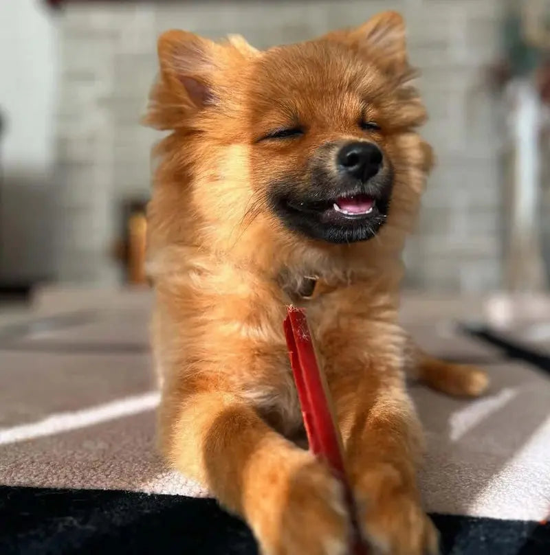 W’ZIS Smoky Dental Fang Chews for Dogs