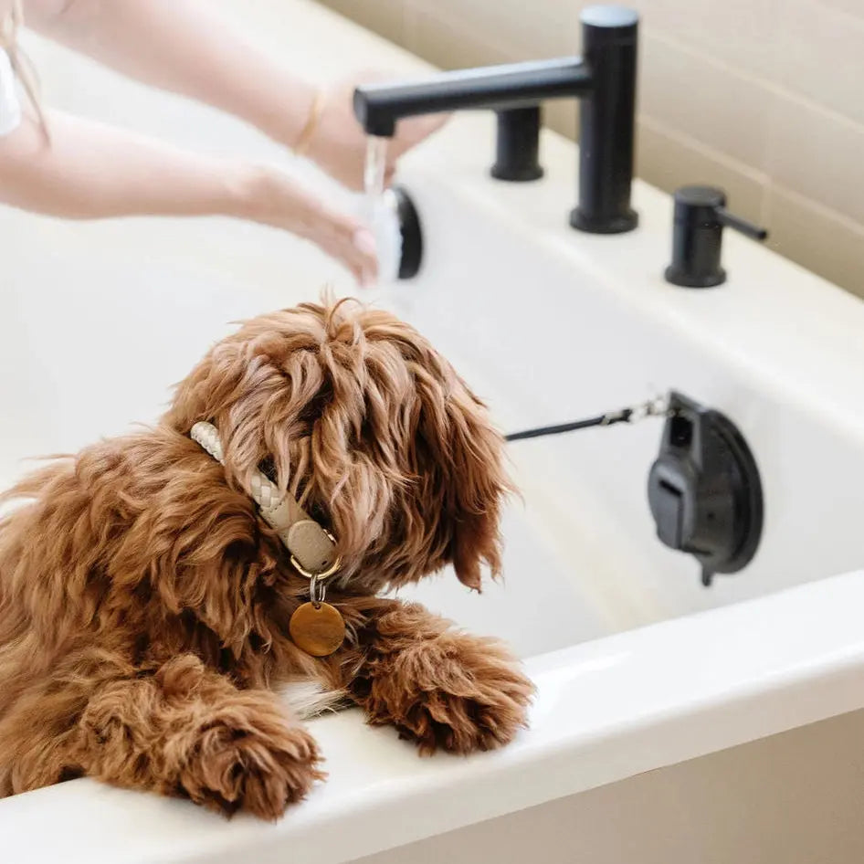 Pupwell Stay in Place Leash – adjustable restraint leash keeping dog steady during grooming