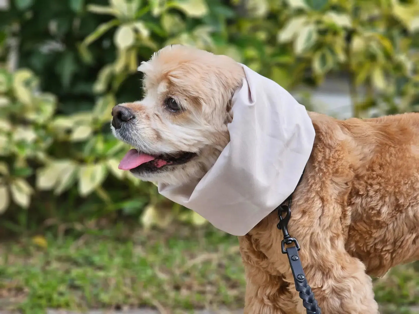 Water-Resistant Dog Snood Shoji White OH DOGGOU